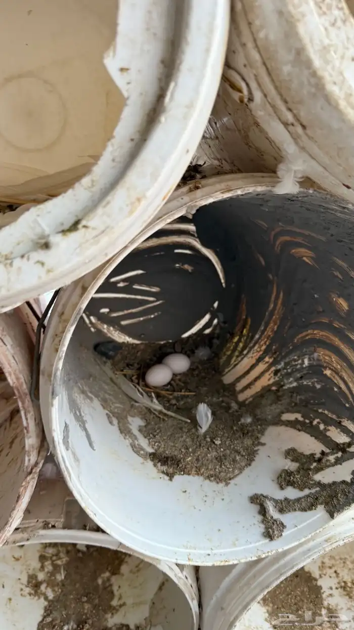 حمام فرنسي فاخررر ومنتج 7