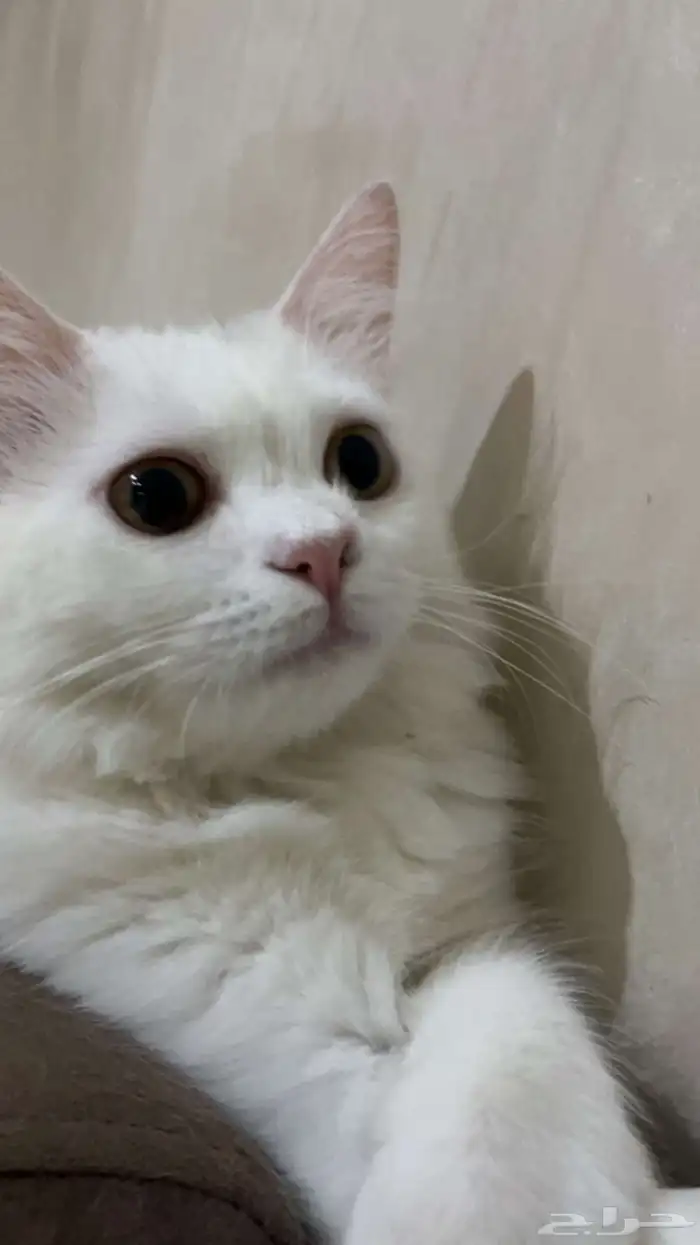 قطه شيرازي 0