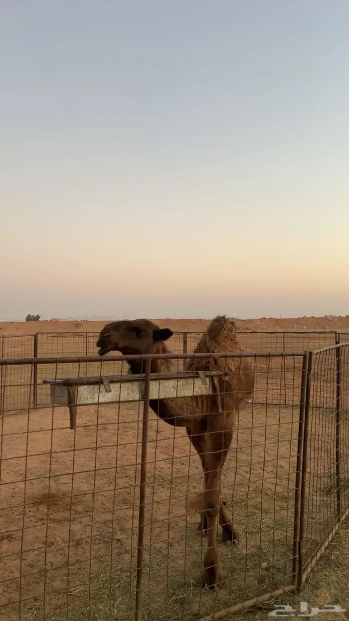 حاشي مفرود 2