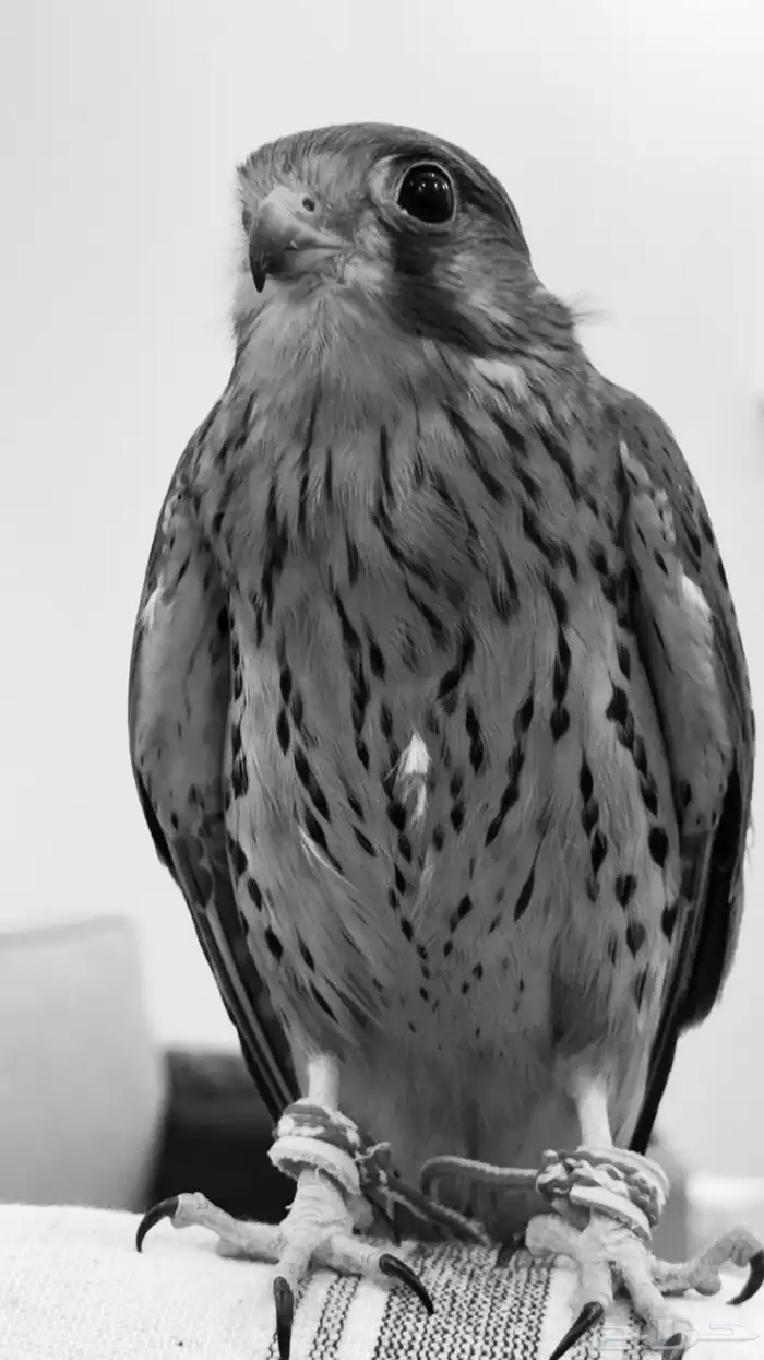 باشق للبيع 0