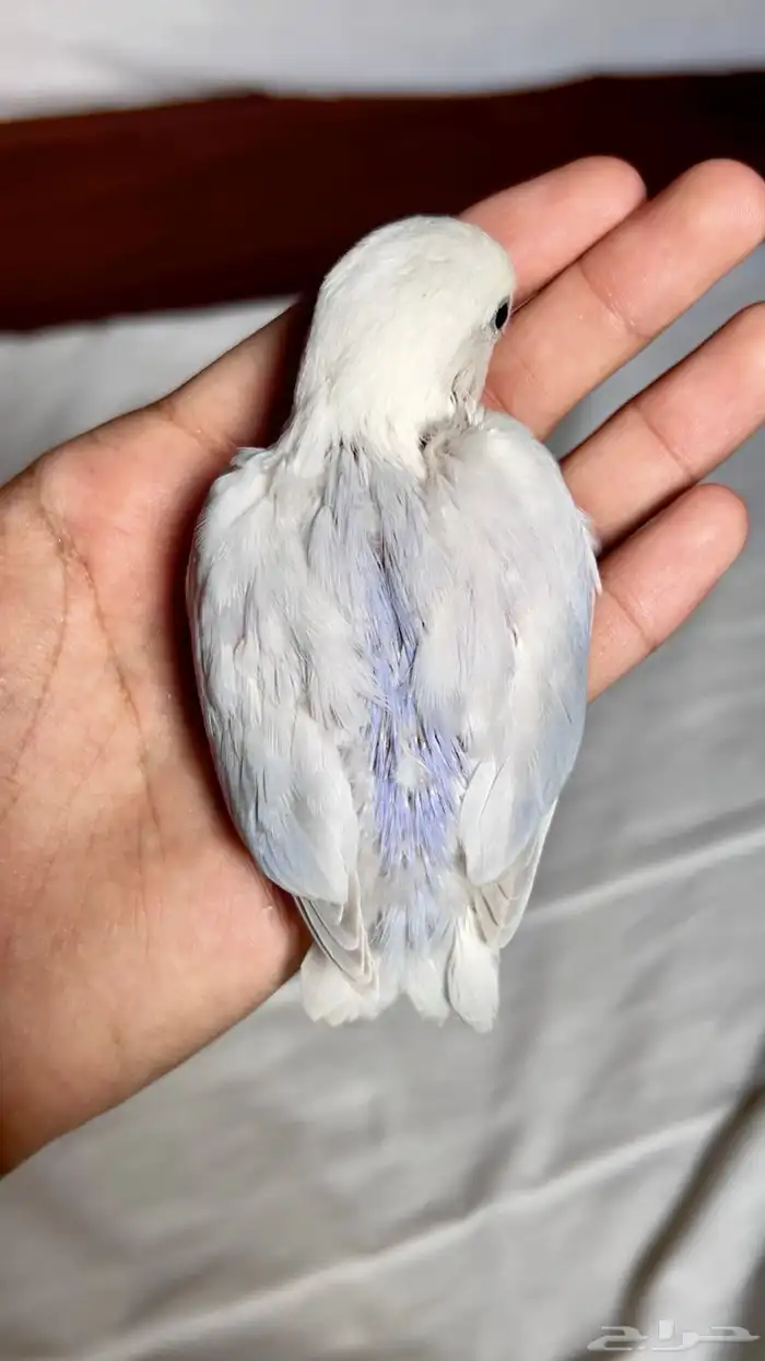 فرخ روز سماوي 2