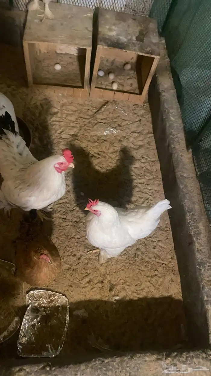 للبيع دجاج امريكي اللي له خاطر يجي 0