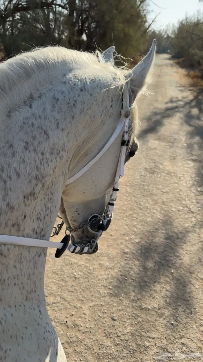 حصان واهو مصري بيور فاخر 0