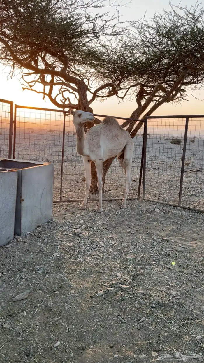 للبيع بكره 0