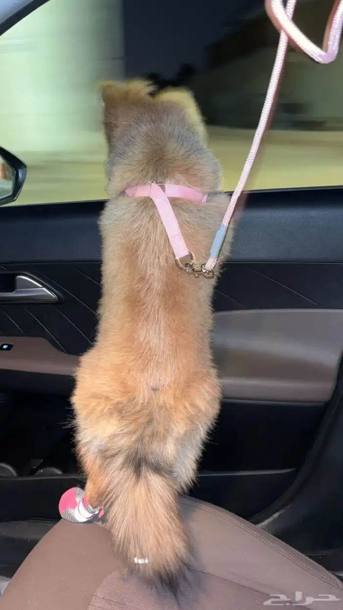 كلب بوبرمان 1