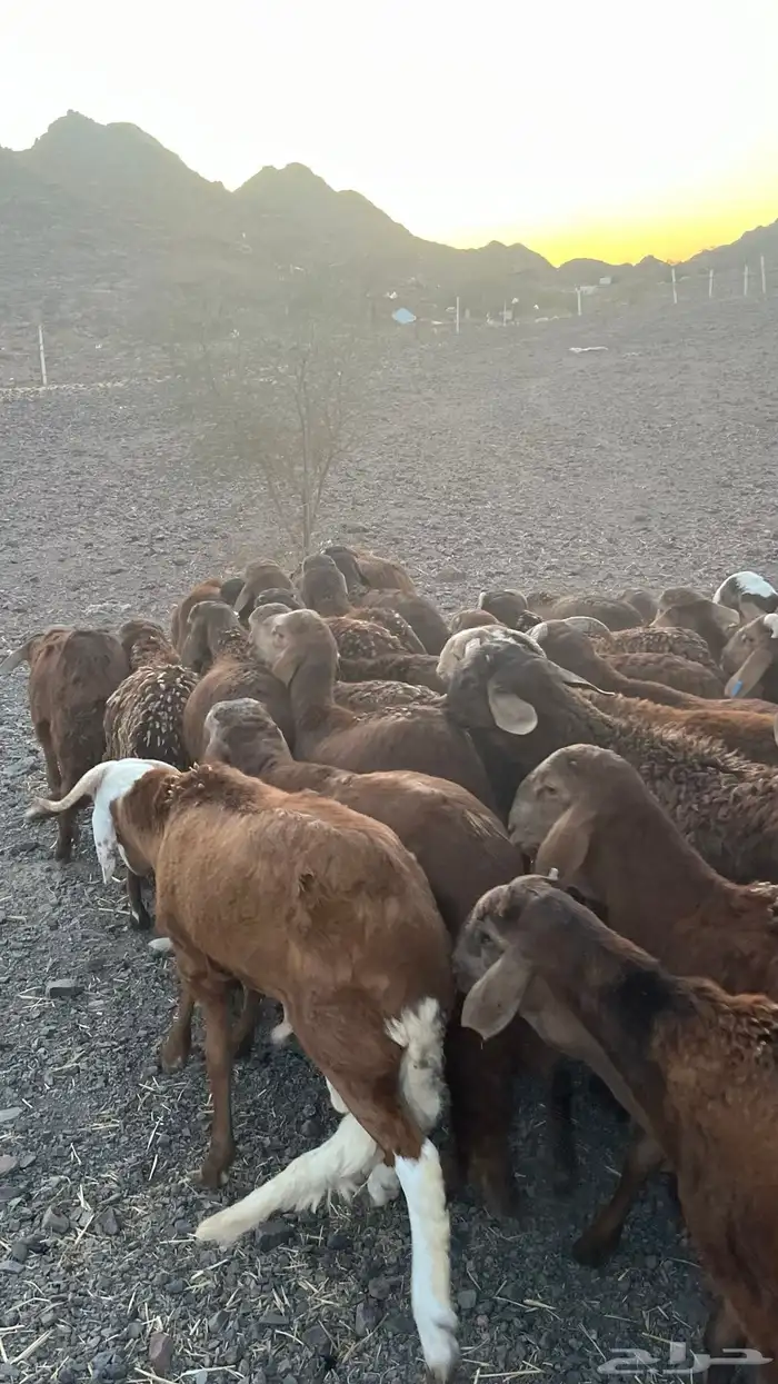 طليان سواكن حمري جادعان مرابى 9