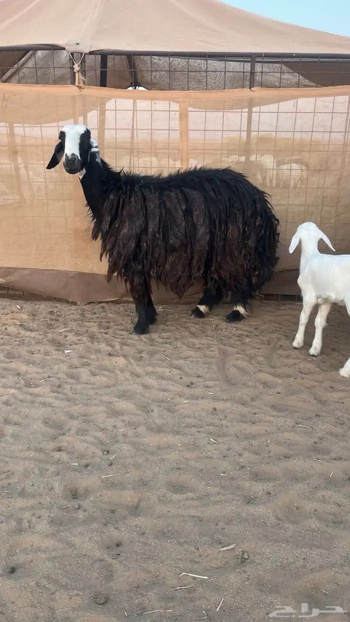 غنم نجد ولد 6
