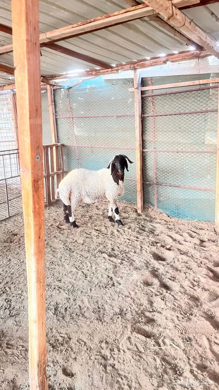 فحل نعيمي صنف 3