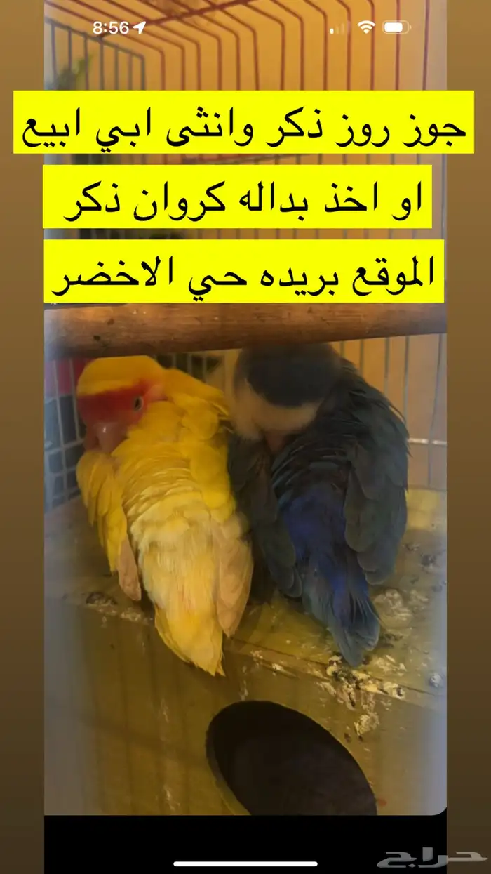 طيور روز للبدل او البيع 0