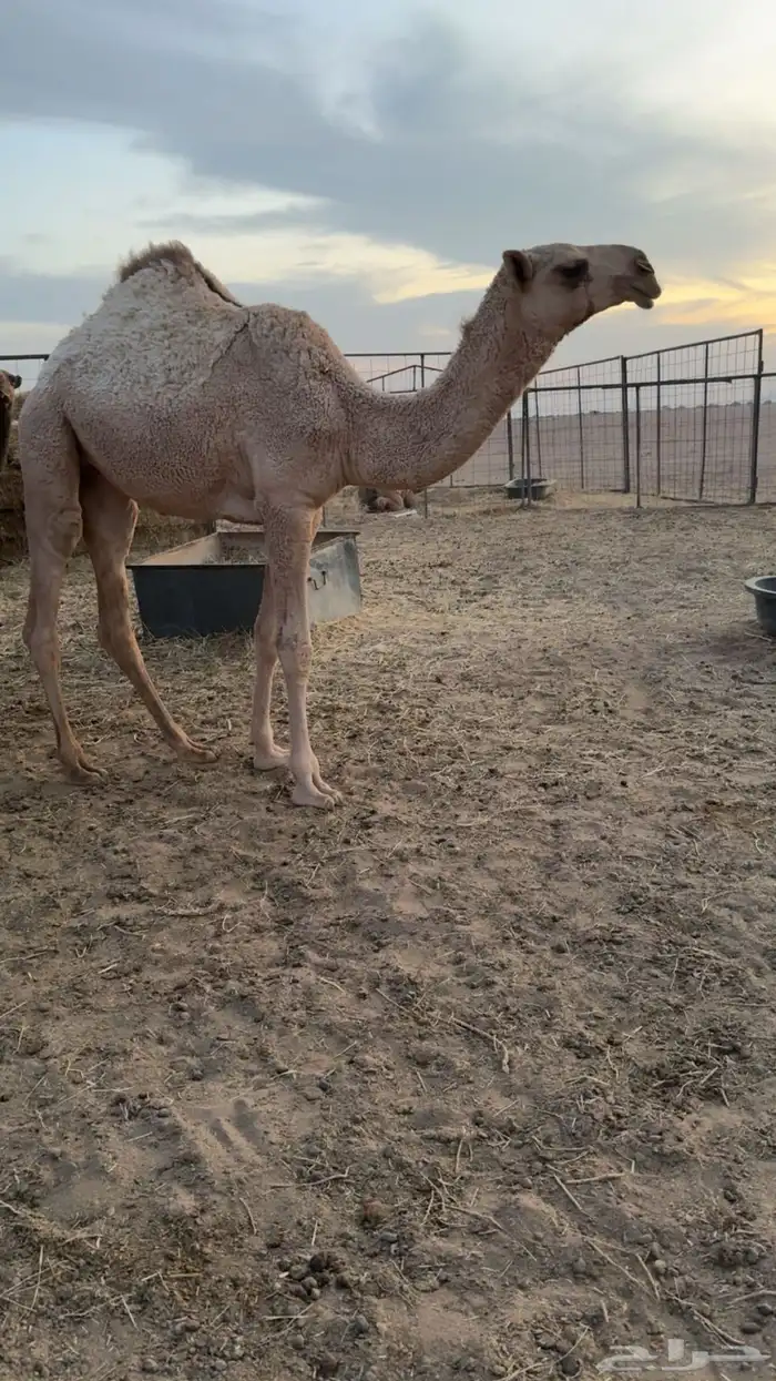 بكره شقحا كفوو طيبة منوة القناي 2