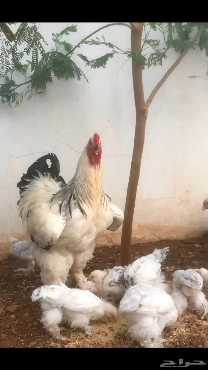 صيصان ابراهما للبيع 1