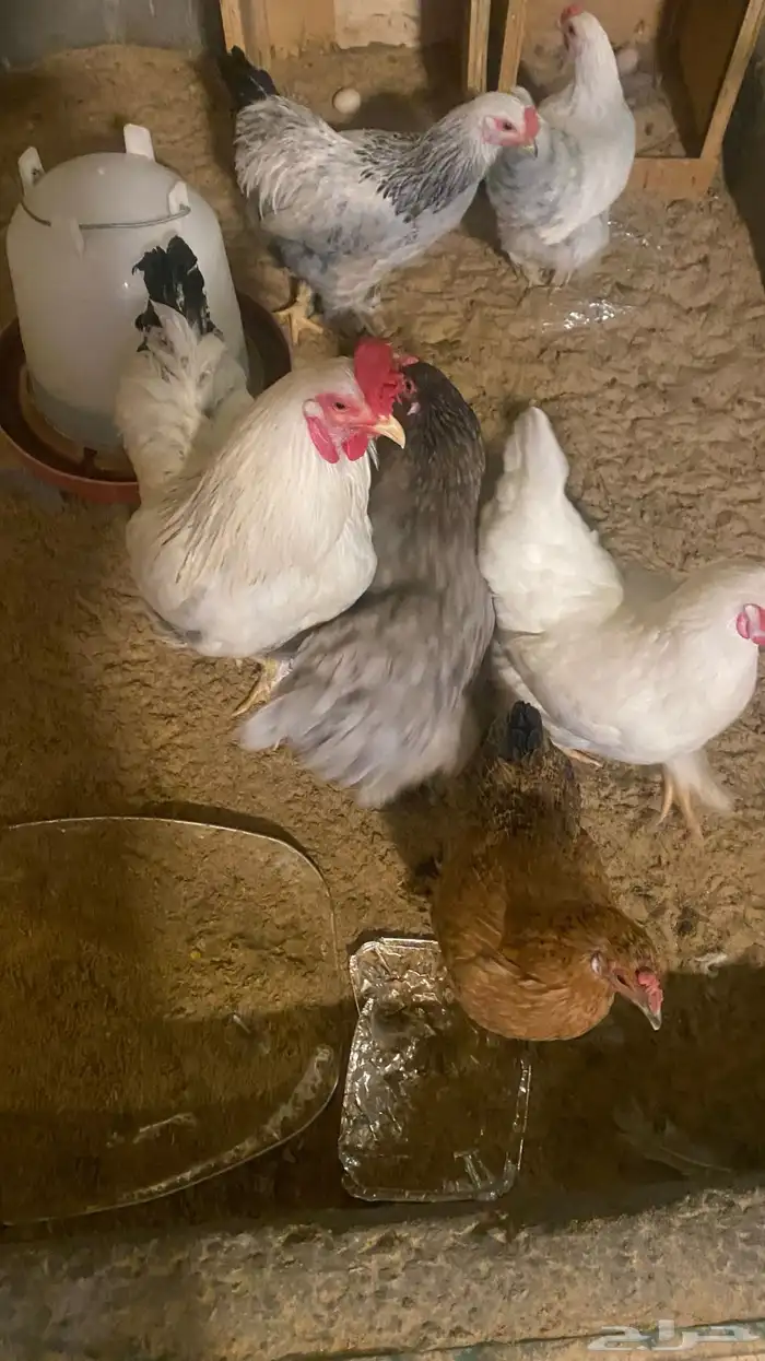 للبيع دجاج امريكي اللي له خاطر يجي 6