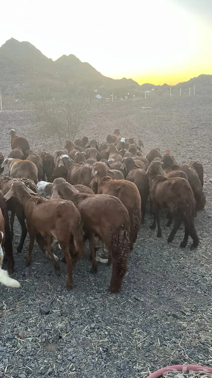 طليان سواكن حمري جادعان مرابى 11