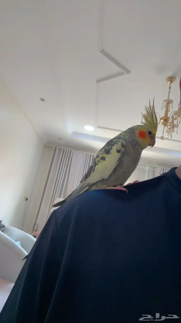 كروان ضايع 0