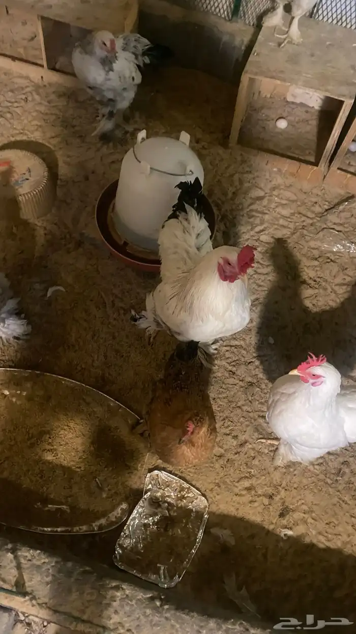 للبيع دجاج امريكي اللي له خاطر يجي 7