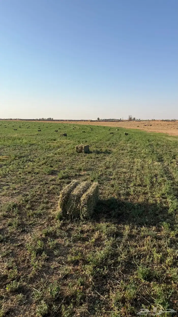 برسيم صافي وطيب العدد 2300 0