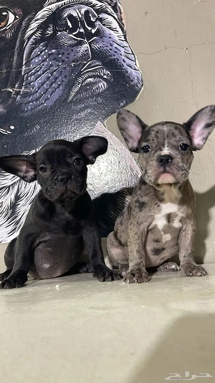 جراء فرنش بولدج 0