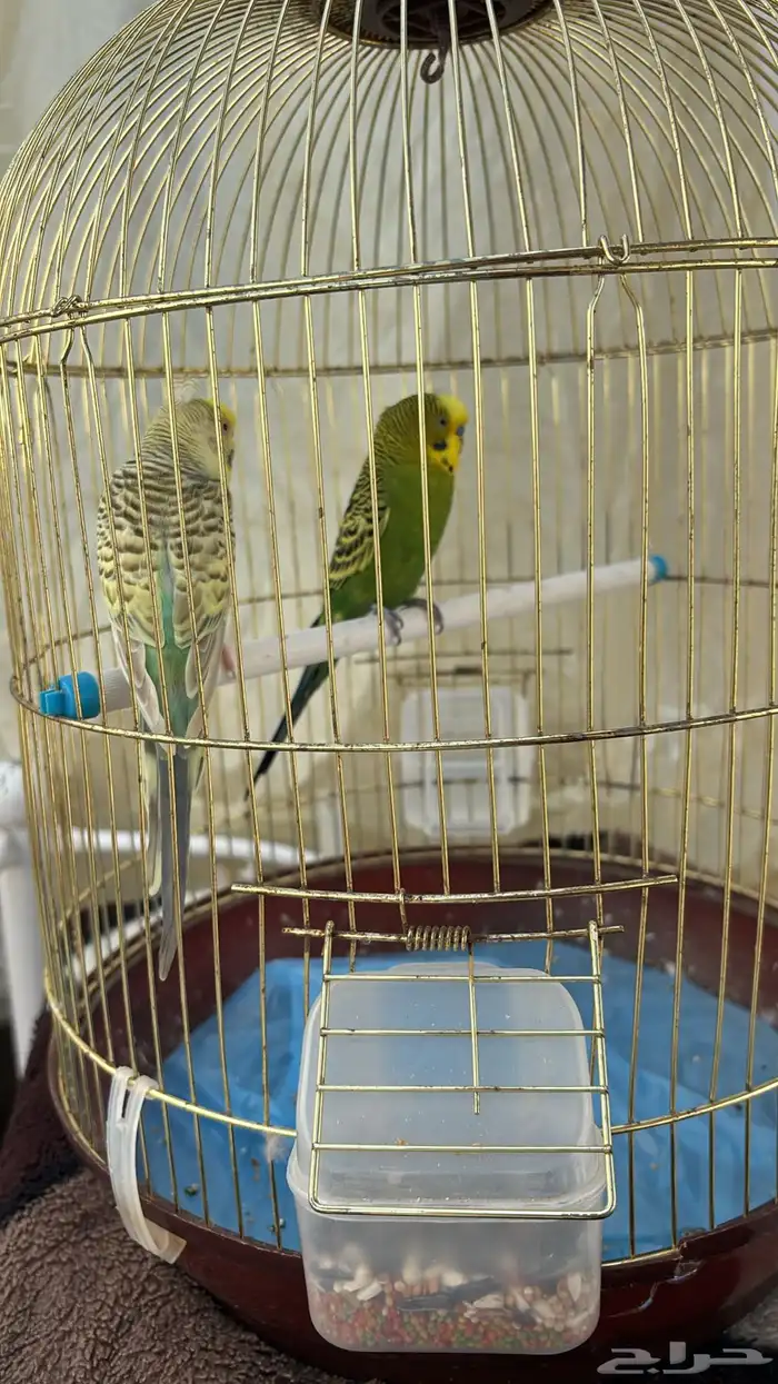 فرصه بيع جميله 4بادجي وزوج كروان تركيب جديد 0