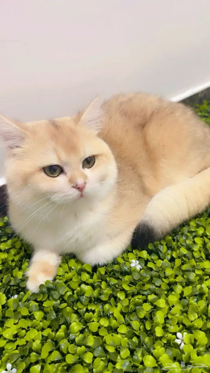 ذكر برتش ny12 مسجل من أب وأم مسجلين 1