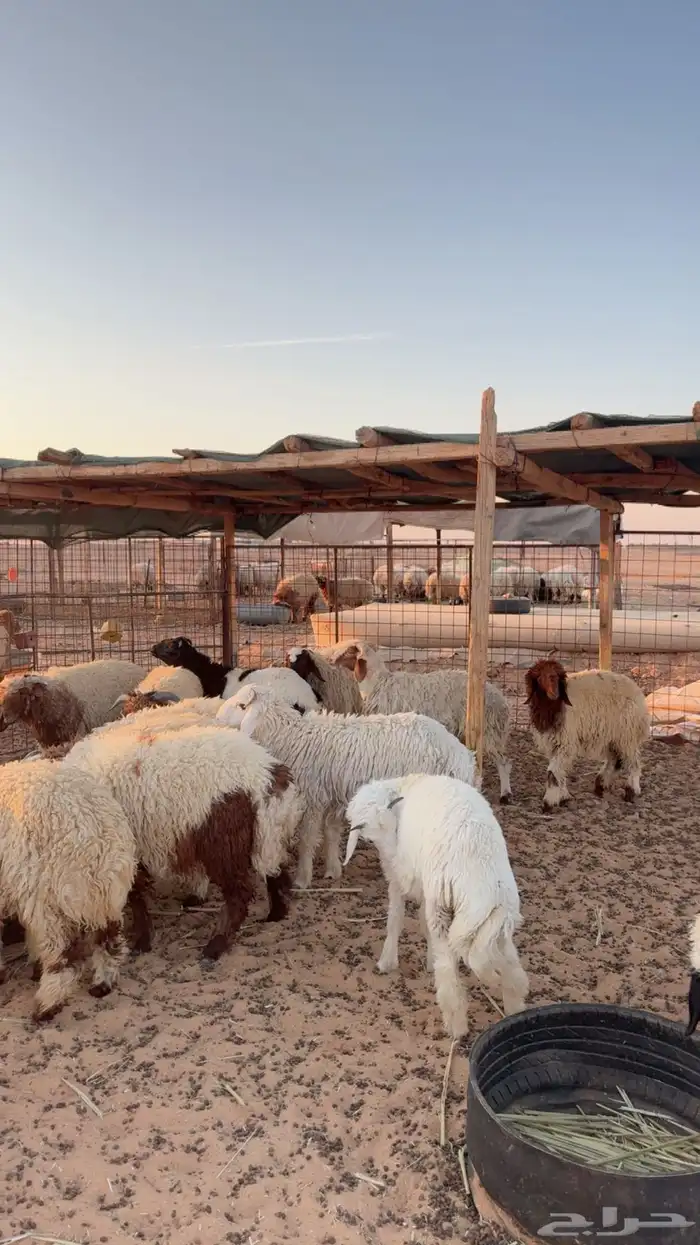 ذبائح تمارا و تابي ( بريدة) 4