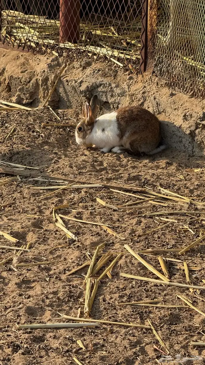 ارانب للبيع 3