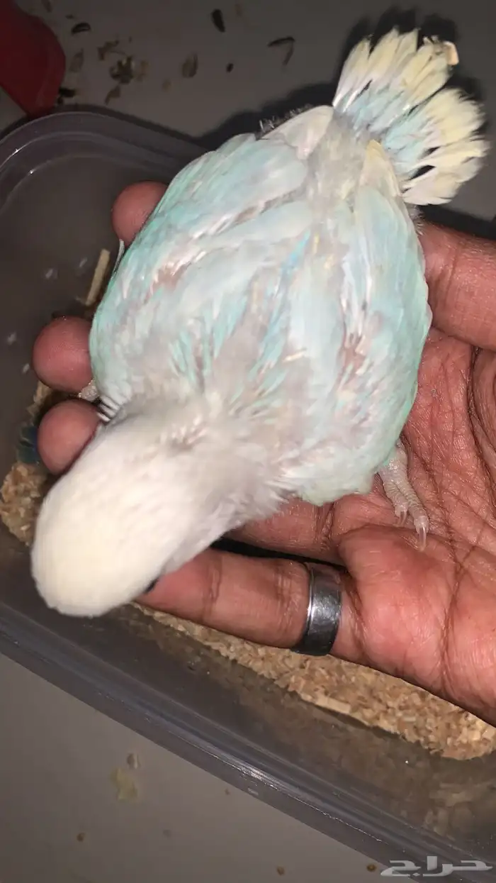 طير روز لون جميل وحجم وصحة ما شاء الله 0