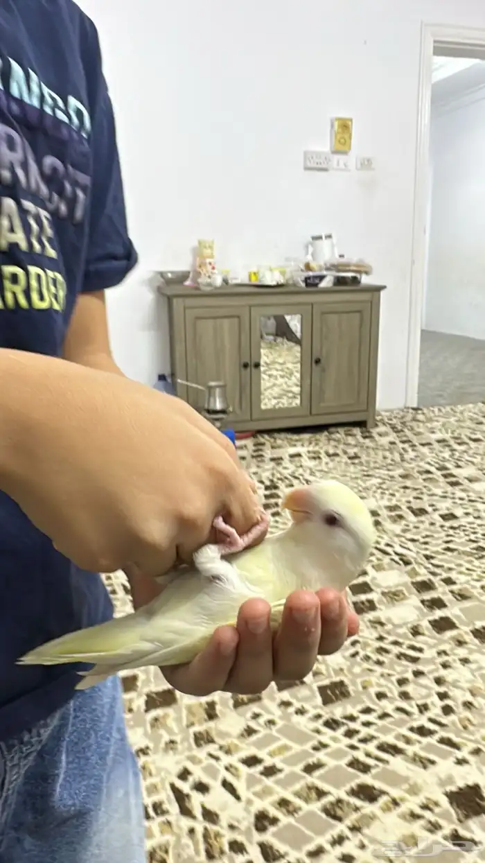 روز إينو اليف 2