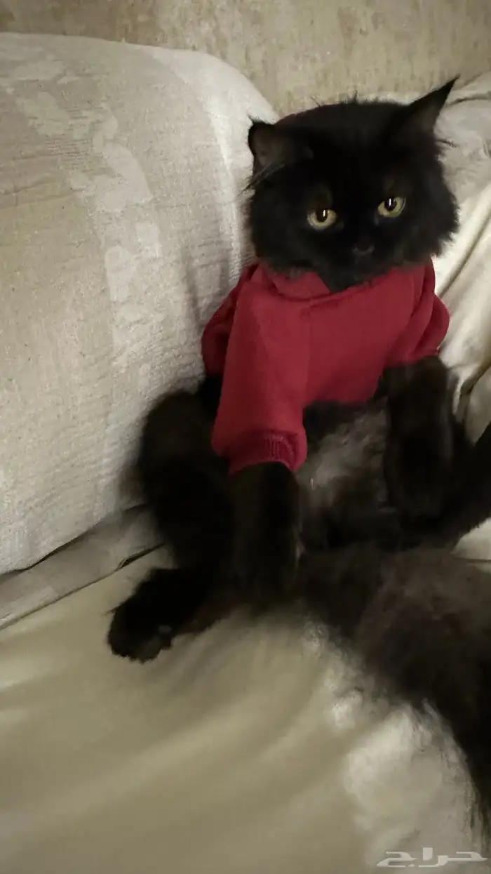 قط للبيع ب 150 2