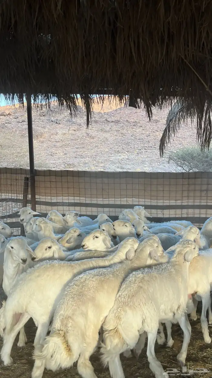 طليان حري ذبائح جادعان 11