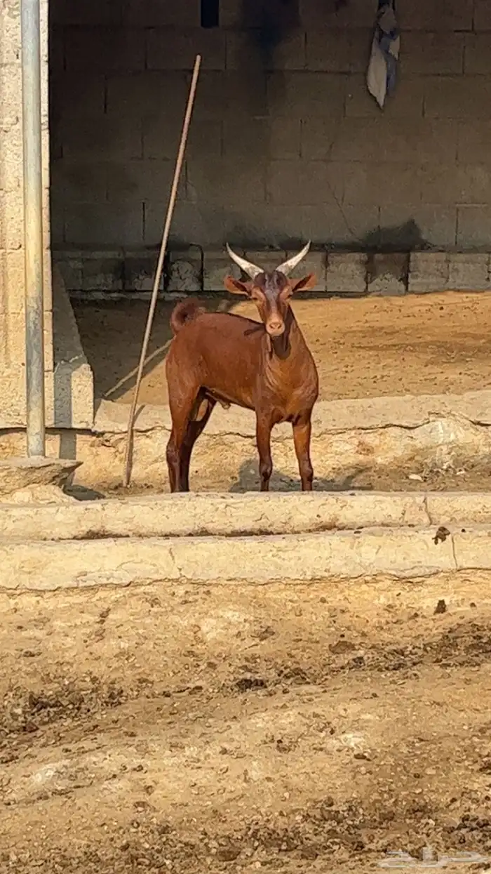 تيس ادهم مخصي فل شحم 0