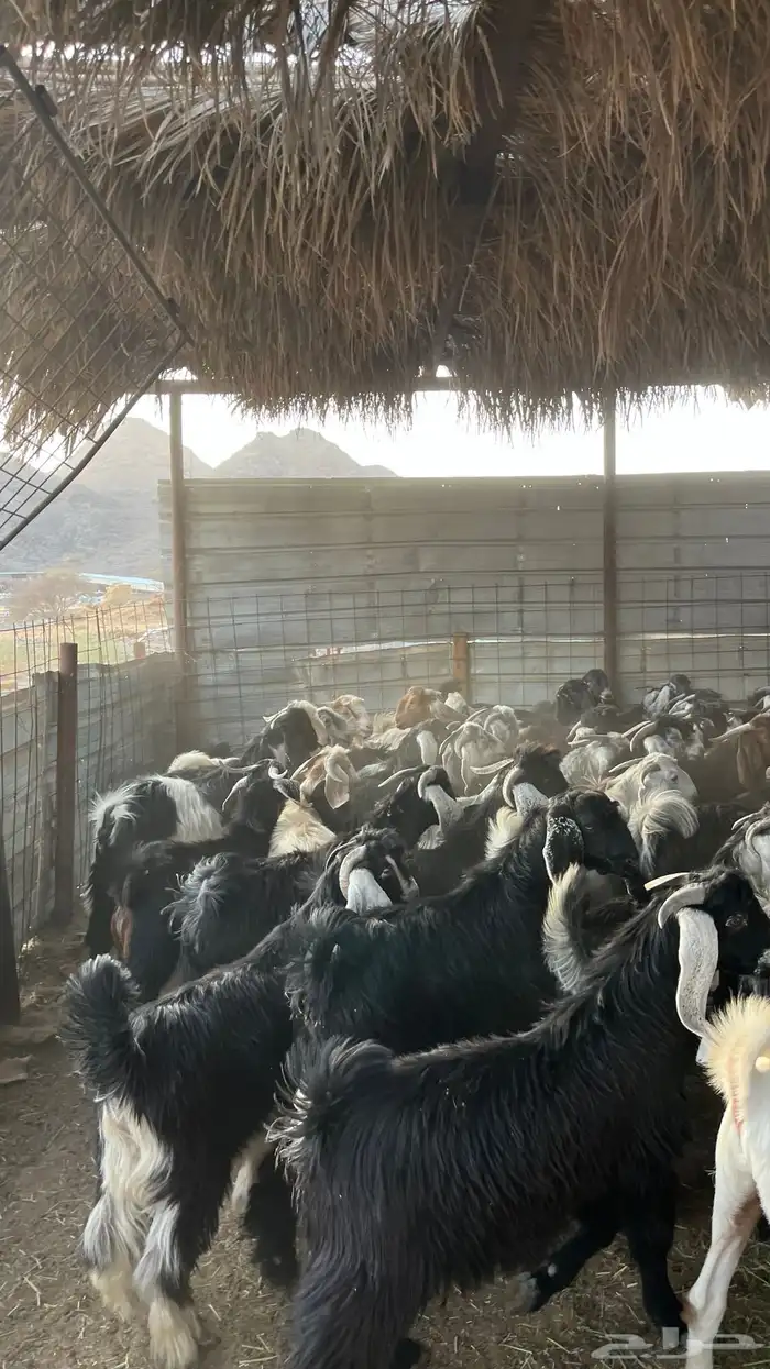 تيوس عوارض جادعان 8