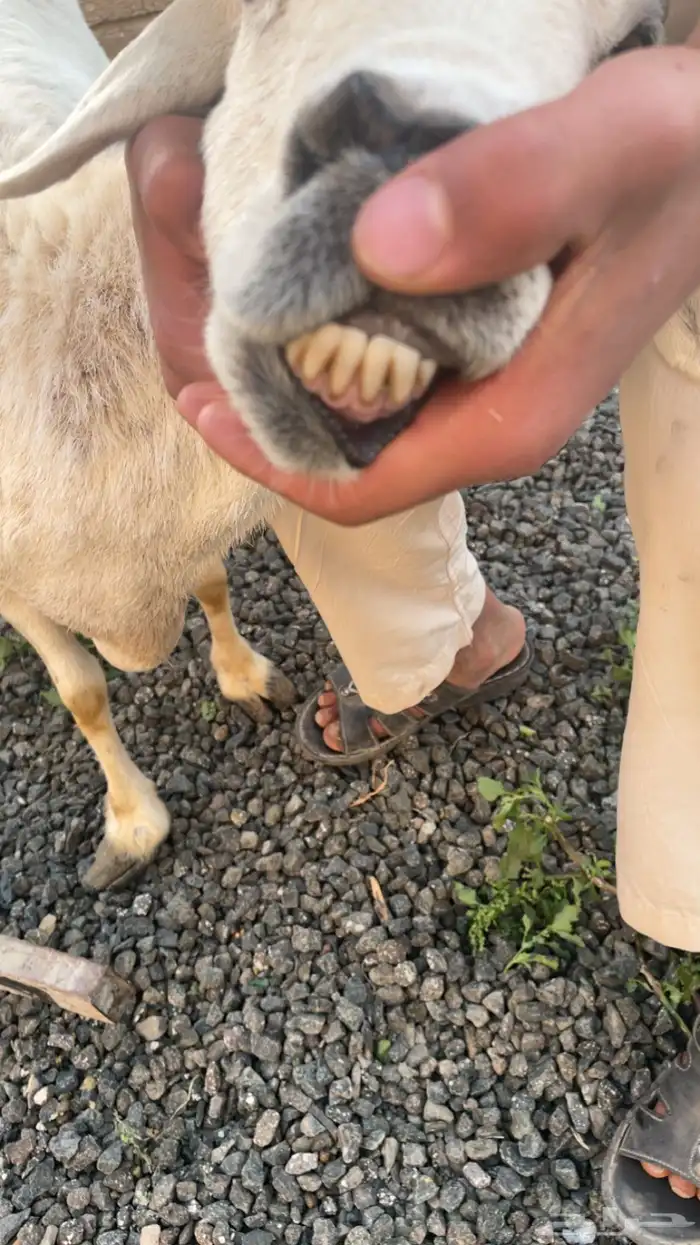 نعجه فل شحم 1