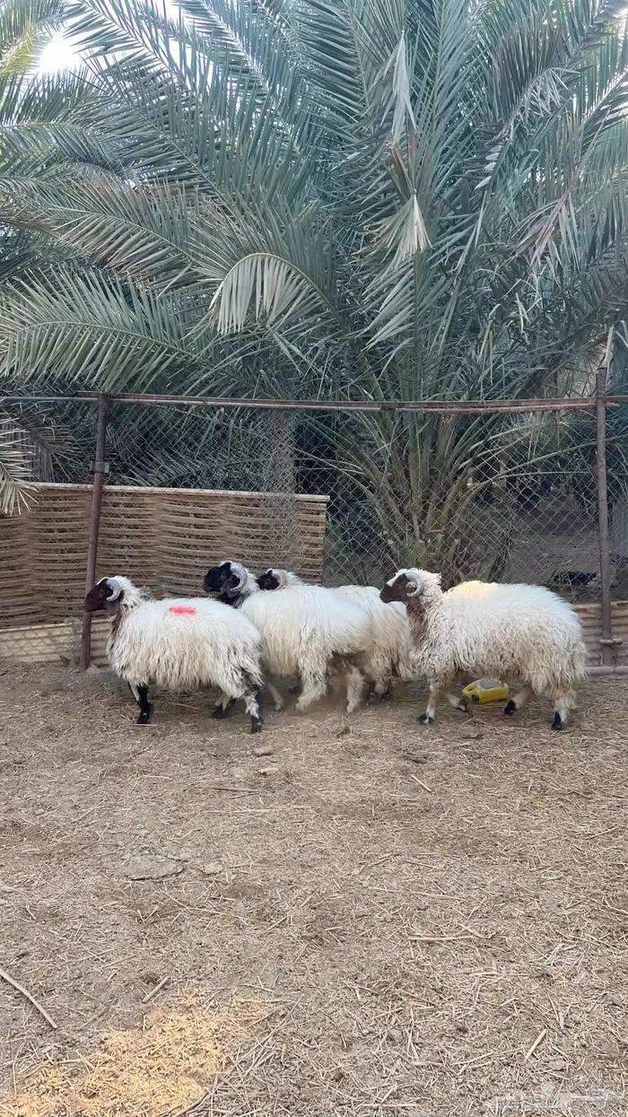 للبيع غنم نعيمي عدد 4 0