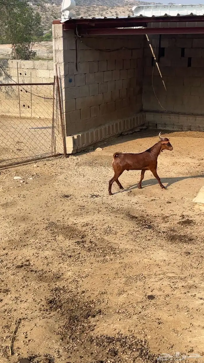 تيس ادهم مخصي فل شحم 1