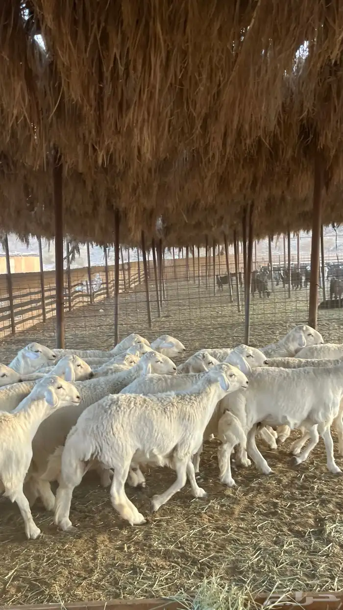 طليان حري ذبائح جادعان 5