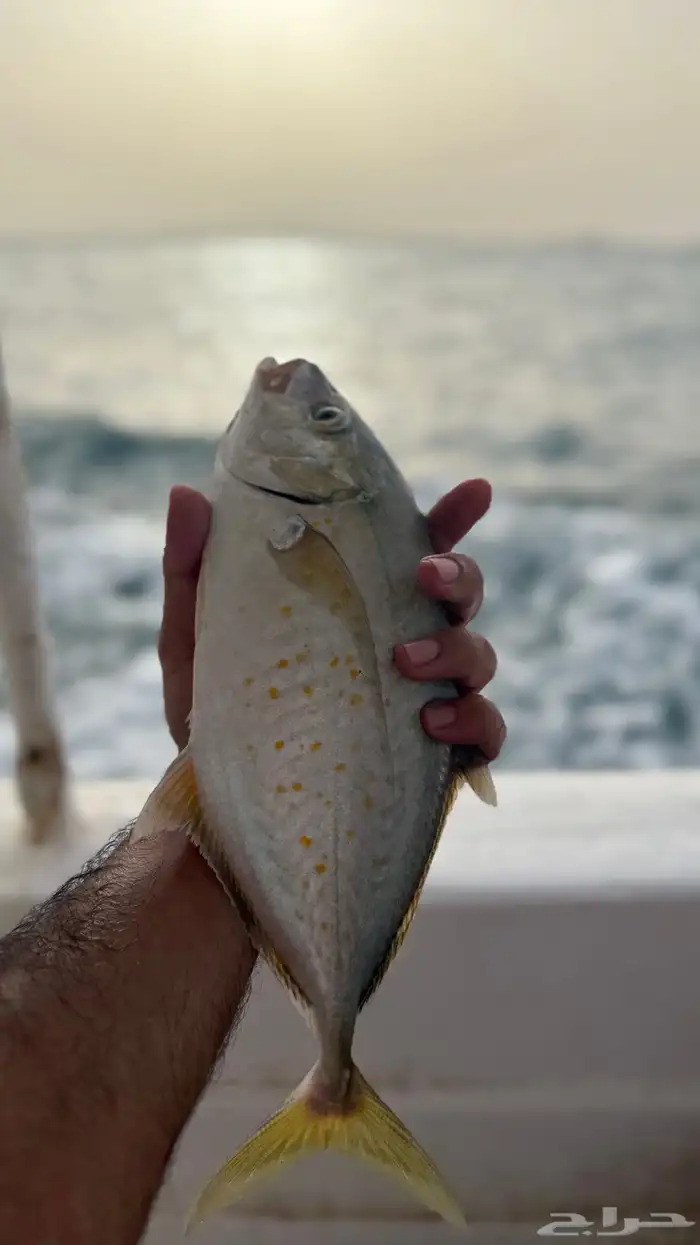 قارب رحلات بحرية جيزان مرسى الحافه 4