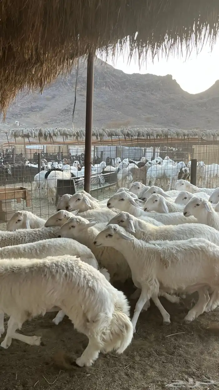 طليان حري ذبائح جادعان 22