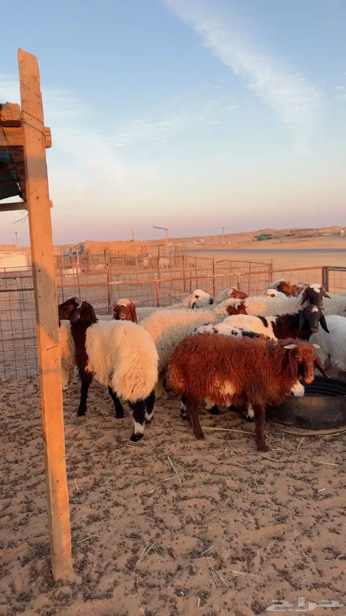 ذبائح تمارا و تابي ( بريدة) 3