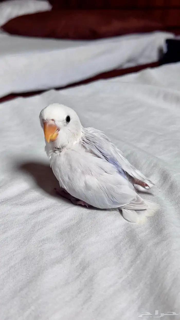 فرخ روز سماوي 0