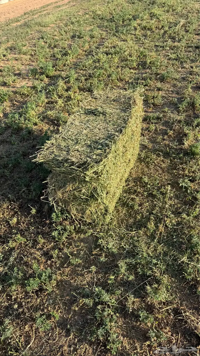 برسيم صافي وطيب العدد 2300 2