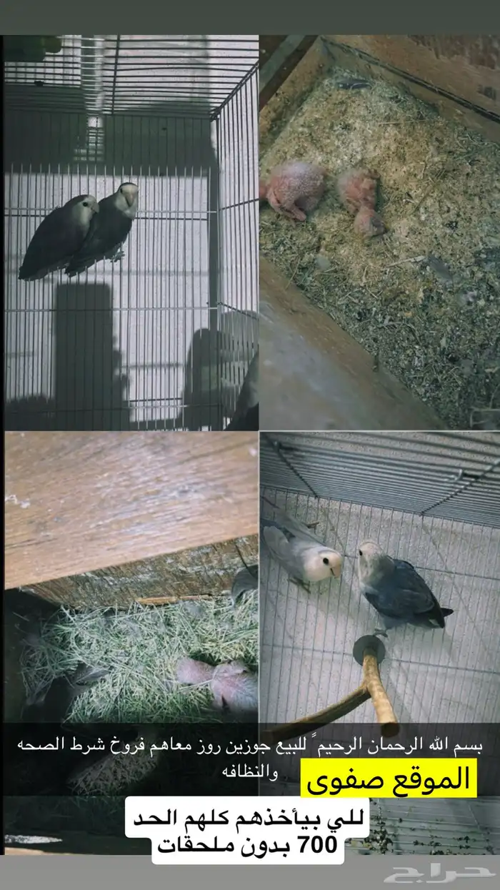 جوزين روز مع فروخ 0