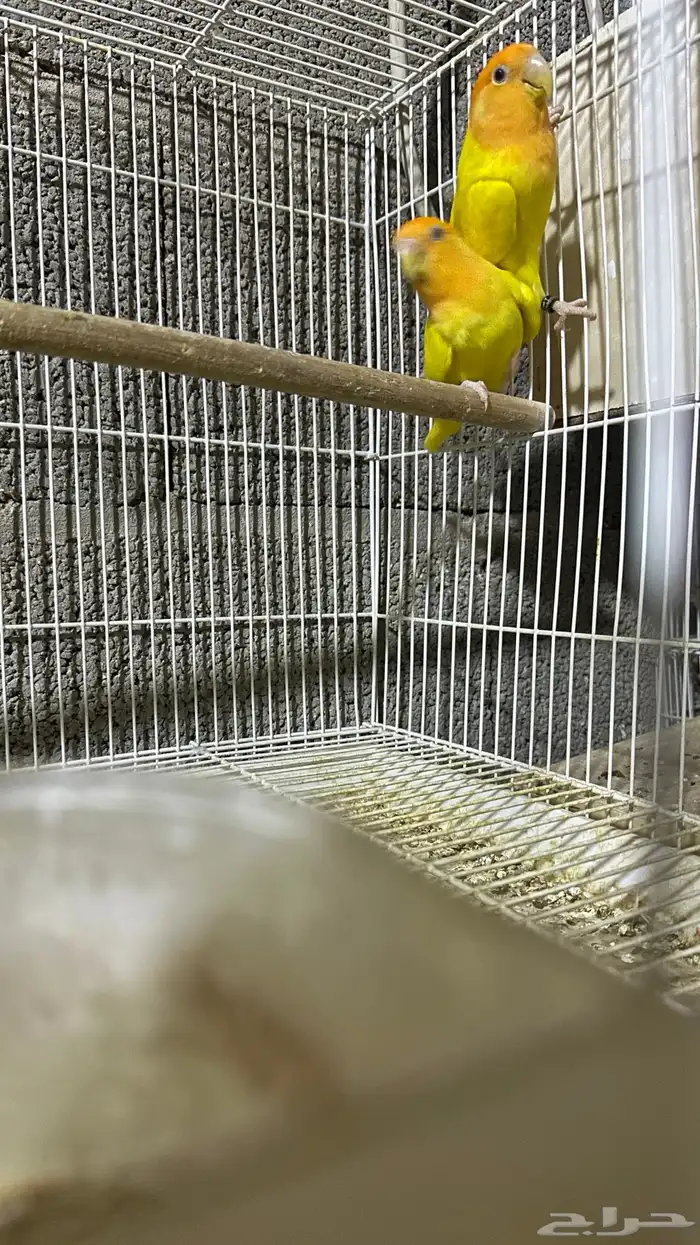 جوز روز لاتنتيو منتج شرط 2