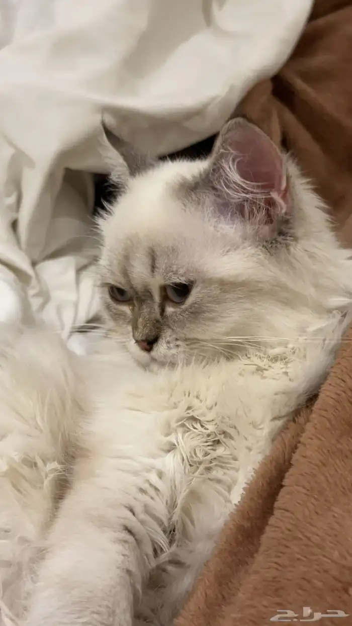 قط للتبني ذكر 0