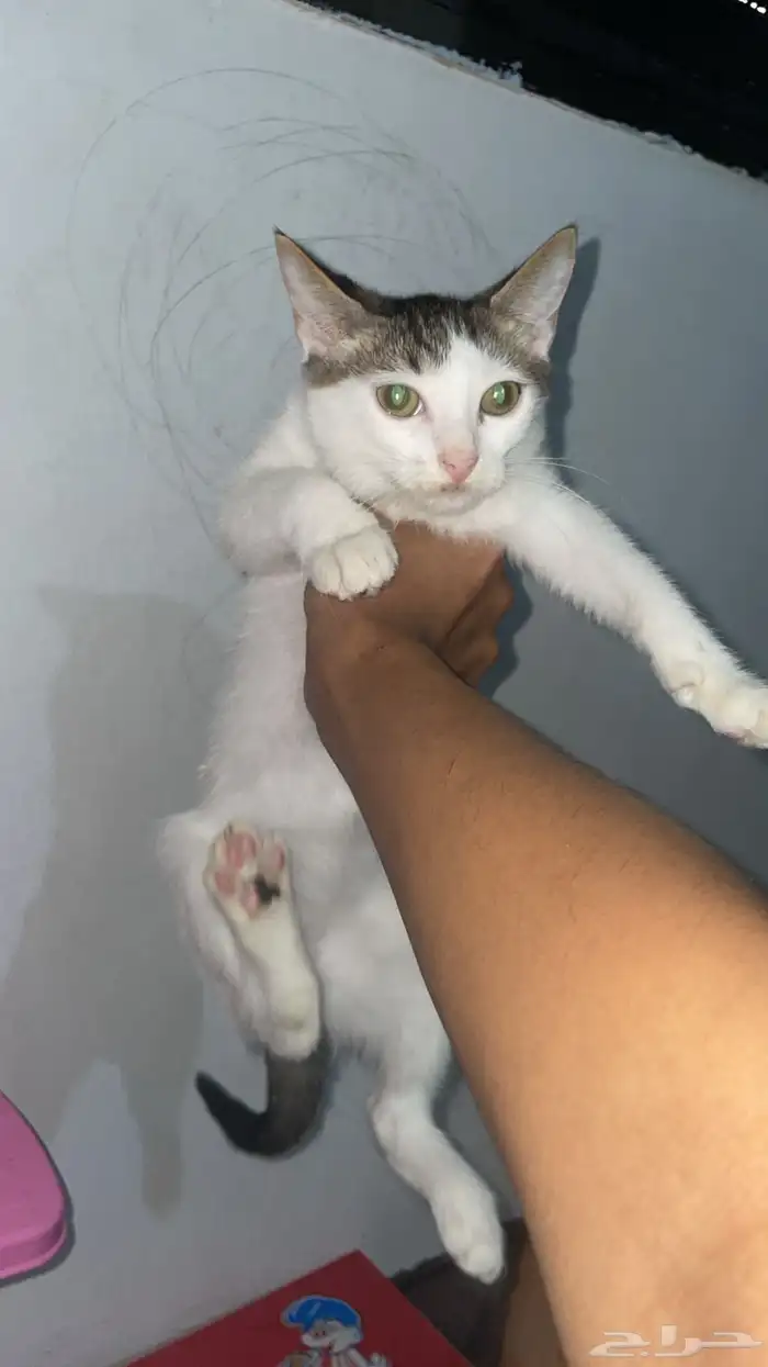 قطط للتبني 0