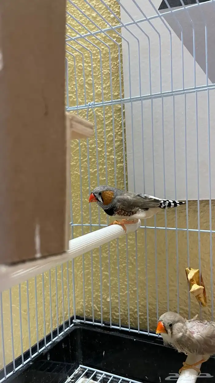 جوز زيبرا تحته بيض 6