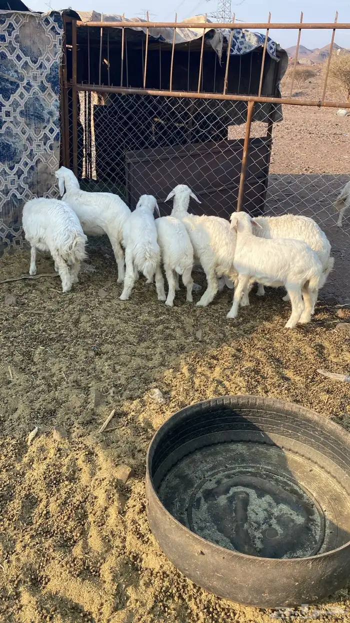 رخال مراح شرط 0