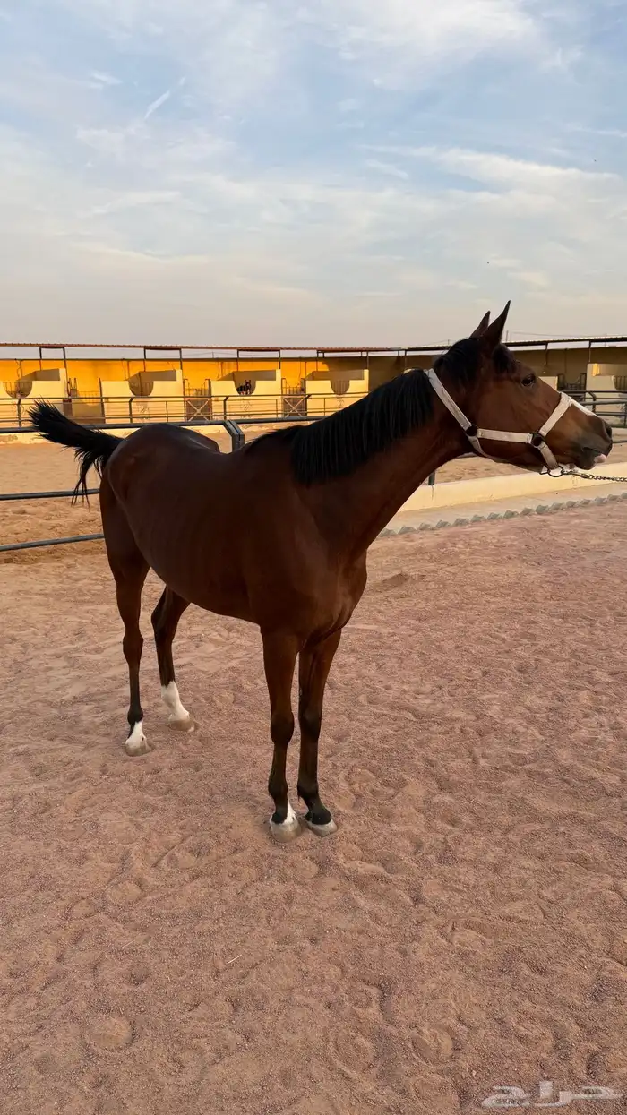 فرس حمراء للبيع 5