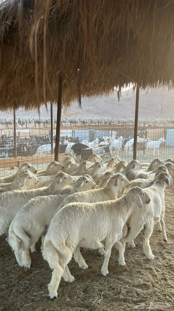 طليان حري ذبائح جادعان 6