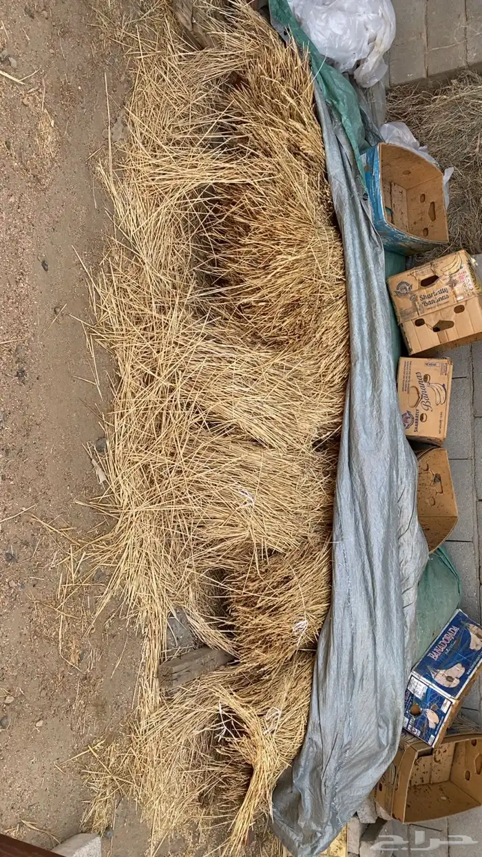 علف ( نجام ) وشعير للحلال 2