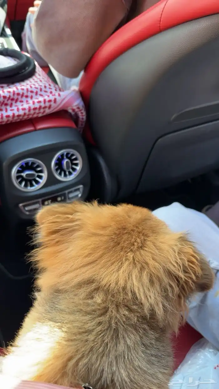 كلب بوبرمان 0